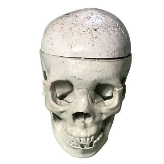 Skull from the Jeffersonian Institute - Bones (TV Series 2005-2017) | Hanlin Auction Service