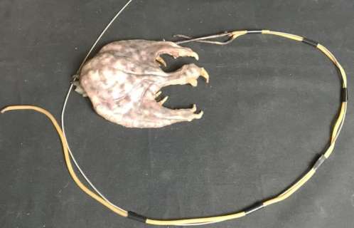 ANGEL (1999-2004) - Selminth Parasite With Cable | Hanlin Auction Service