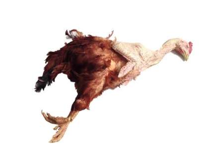 The Hateful Eight Chicken Movie Props | Premiere Props