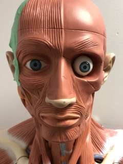 Muscle Skeleton Man from the show Supernatural | Direct Liquidation