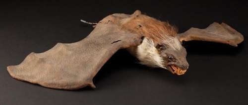 Lot 790 - Animatronic vampire bat from Dracula: Dead and Loving It