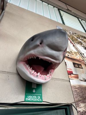 Sculpture, Testa di squalo - 85 cm - Resin | Catawiki