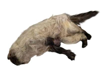 Meet the Parents (2000) - Mr. Jinx Stunt Cat 28" long | Hanlin Auction Service