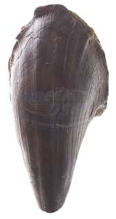 Jurassic Park - Tyrannosaurs Rex Toe Claw | ScreenUsed