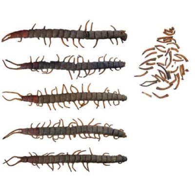 NAKED LUNCH (1991) - Lot #430 : Set of Five Giant Centipede Dummies
