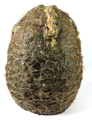 Aliens (1986) Production-made "Ovomorph" prop egg from the 20th Century Fox/Studios film. The… | Ewbank’s