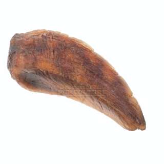 Jurassic Park - Tyrannosaurs Rex “Paint Test” Hand Claw – A756 | Icons of Pop Culture