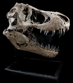 Jurassic World: Fallen Kingdom (2018) | Mounted 5-Foot Tyrannosaurus Rex Skull | Propstore