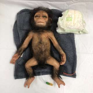 "Planet of The Apes" Movie - Original screen-used Baby Caesar w/ pamper. Since the 1970’s, in all pa | Direct Liquidation