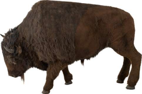 Dances with Wolves (Orion, 1990), Life-Sized Buffalo Replica.