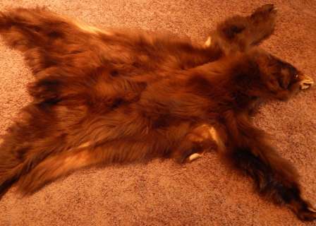 The Lone Ranger Prop Bear Skin Rug | Piece of the Past