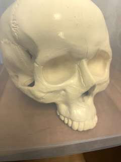 Skull from the School Science Lab from the Show | Direct Liquidation