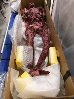 The American Horror Mystery-Thriller Show | Burnt body (approx 76" long x 22 1/2" length) | Direct Liquidation